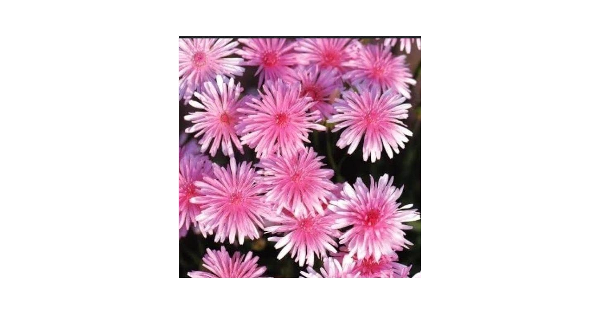 たんぽぽ❁ たんぽぽちゃん@将棋アイドル (@tampopo_ch) / X